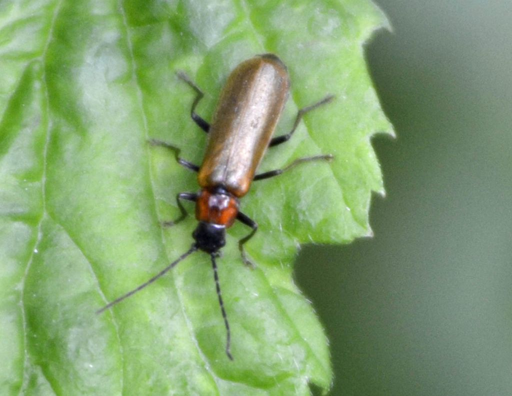 Rhagonycha maculicollis (cfr.) Cantharidae